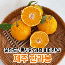 제슐랭 제주 제주도 한라봉 당일수확 2kg 3kg 5kg 10kg 택배 설날 설 선물세트, 가정용, 3kg 소과(15과 내외)