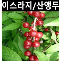 이스라지(산앵두) 키1m 1개/나무묘목/꽃나무/조경용