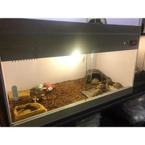 육지 거북이 사육세트 3자 (가로90cm) 고속버스택배만 가능 - 더쥬, 상세페이지 필독을 읽고 동의!
