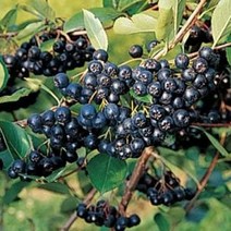 목하원예조경 아로니아나무 묘목 (블랙초크베리) 실생3년특묘