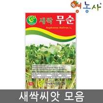 새싹 씨앗 모음 수경재배 식물키우기 홈가드닝, 새싹루꼴라