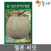 멜론씨앗 100립