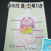 엑스사이언스 초등과학실험 우리의 몸 [인체내부기관 모양과 구조] 궁금해요. 나의 몸속, 5인