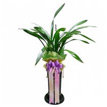 [젠틀맨플라워] 동양란 모음 (전국3시간 특급배송), 02_ 산천보세(OW-4067) 44900, 1, 1개