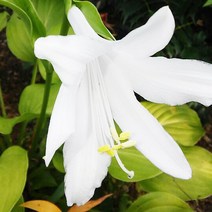 옥잠화 x 10포트 여름꽃 꽃모종 꽃화분 야생화 노지월동 다년생, 1개