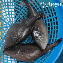 삼천포 용궁수산시장 생선회 9종 (택배 밀봉포장+초장+ 보습패드+아이스박스), 06_쥐치회_원물1kg(순살350g), 1개