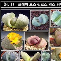 리톱스 나라 씨앗, (PL 1) 프레이오스필로스 믹스 씨앗 40립, 1개