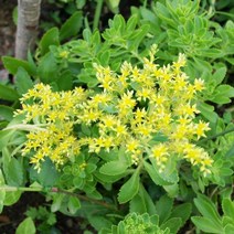 기린초 x 10포트 봄꽃 다년생 야생화