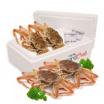 이강크랩 살아있는 스노우크랩 대게 2.5kg 3~4마리, 4마리, 살아있는 대게 2.5kg(3~4마리)