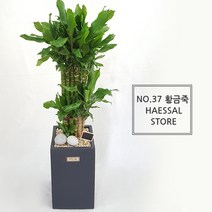 햇살농장 공기정화식물 인테리어 거실화분 개업화분 대형 화분 당일배송 가능(서울지역 경기일부지역 당일배송), 37.황금죽, 1개