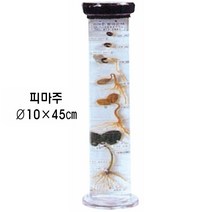 액침표본(식물발아순서) / 피마주, 1개