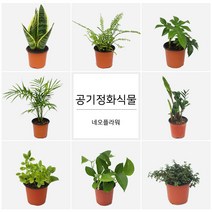 네오플라워 공기정화식물 꽃화분 허브, A35.안스리움, 1개
