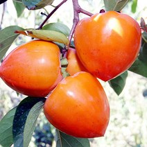 오병이어농산 햇대봉감 5kg 15kg 감 대봉, 1개, 15kg(51~60개)