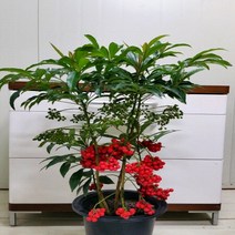 [용이네화원] 금전운을 부르는 만냥금 250 농원 화원, 1개