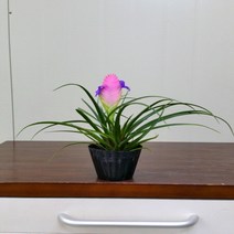 [용이네화원] 포트 틸란드시아 060 농원, 1개