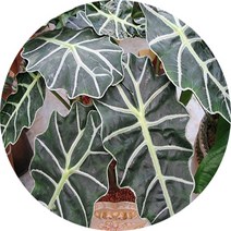 거북알로카시아 포트화분