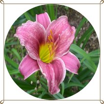 행복한정원 원추리 야생화