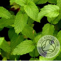 커풋(영국) 페퍼민트 아벤시스 30ml 유기농 (Peppermint Oil) 에센셜오일, 1개