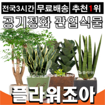 플라워조아 관엽식물화분 공기정화식물, 1. 스투키, 1개