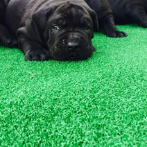 아름매트 국내산 무독성 16mm 인조잔디 실내외용 PX1600 시트지