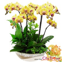 골드호접란5대/개업선물 승진선물/전국2시간당일배송/서양난 전문꽃배달