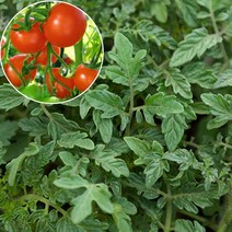 갑조네 방울토마토 모종 6개 토마토