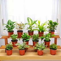 가꾸지오 공기정화식물 먼지제거 천연가습 포트식물C, 포트식물C-천냥금