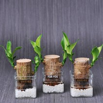 가꾸지오 공기정화식물 먼지제거 천연가습기 행운목3p+사각미니글라스3p
