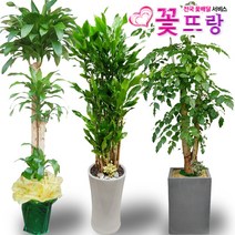 꽃뜨랑 2m대형화분 개업화분 행운목 금전수 스투키 전국당일꽃배달, C06 뱅갈고무나무, 1