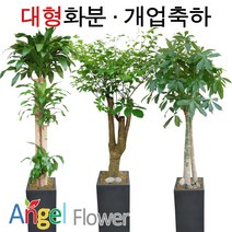 엔젤플라워 초특가 특대형화분 대박나무 행운목 전국당일꽃배달, A06 홍콩야자 사기분, 1개