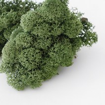 천연 이끼(스칸디아 모스)25g, 와인