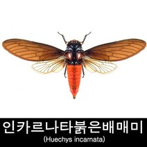 인카르나타붉은배매미표본/Huechys incarnata