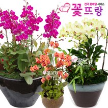 꽃뜨랑 화려한서양란 호접란 만천홍 포춘 개업난 개업화분 전국꽃배달서비스 꽃화분, A12 노랑심비디움, 1개