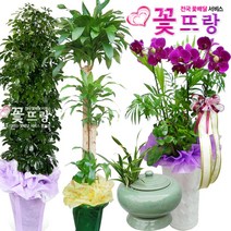 꽃뜨랑 축하화분 행운목 스투키 홍콩야자 동양난 서양난 화환 전국당일꽃배달, A13 대엽홍콩