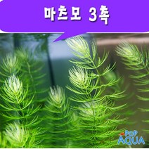 팝아쿠아 마츠모 (붕어마름) 3촉 / 후경수초, 1세트