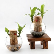 가꾸지오 공기정화식물 먼지제거 천연가습기 식물인테리어 샤베트행운목 24종, 컬러돌(블루)