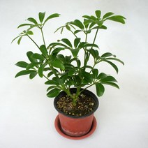 그린플랜트 공기정화식물 목베고니아(색상품종랜덤) 1+1