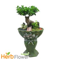 인삼펜다 마블분 개업화분 당일꽃배달