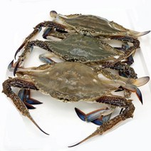국내산 꽃게 2kg 3kg 활꽃게 산지직송, 1개, 꽃게(얼음포장) 3kg(12~15마리)