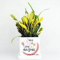 그린조아 실내 공기정화식물 거실화분 미니화분 꽃길만 걷게해드릴게요 집들이선물, 화분 쇼핑백 X