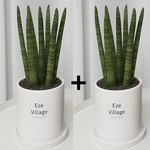 햇살농장 스투키 1+1 원형인테리어 화분, 화이트+화이트+받침대2, 1개