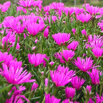 송엽국모종 8cm포트묘 (모종 7개묶음) 노지월동다년초 [꽃심야생화]