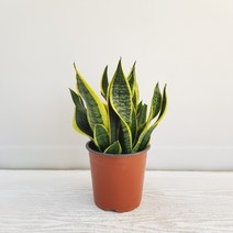 온누리농원 슈퍼바, 1개