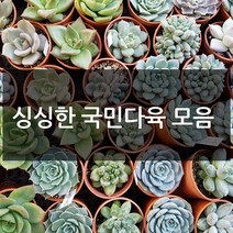 제이팟다육 예쁜 국민 다육이 다육식물 200종류, A08. 바위솔, 1개