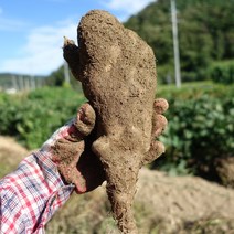 마사토 안동마 산마, 1박스, 중품 2kg (판매자추천)