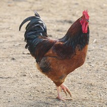 [울산토종닭사육장소] (부화알) 토종닭 유정란 30개