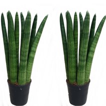 도도팜 1+1 산세베리아 스투키, 03.1+1 일자형 20cm-7촉이상 1개