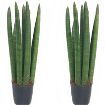 트리앤 1+1 산세베리아 스투키, 05.1+1 일자형30cm-8촉 1개