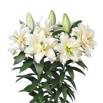 우리화훼종묘 백합 구근- 로즈릴리 시타, 1개