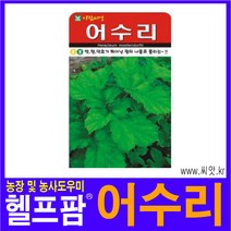 헬프팜 어수리 50립 씨앗 아람종묘 종자